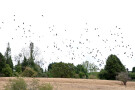 Lots of Jackdaws, Harvington, Worcestershire